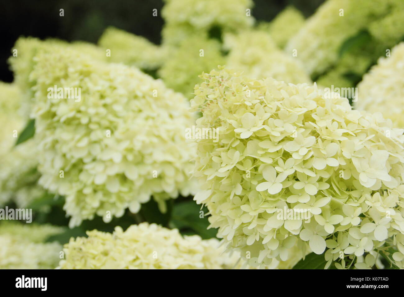 Hydrangea paniculata 'Limelight' affichant des grappes de fleurs voyantes et crème citron vert dans un jardin anglais en été (août) Banque D'Images