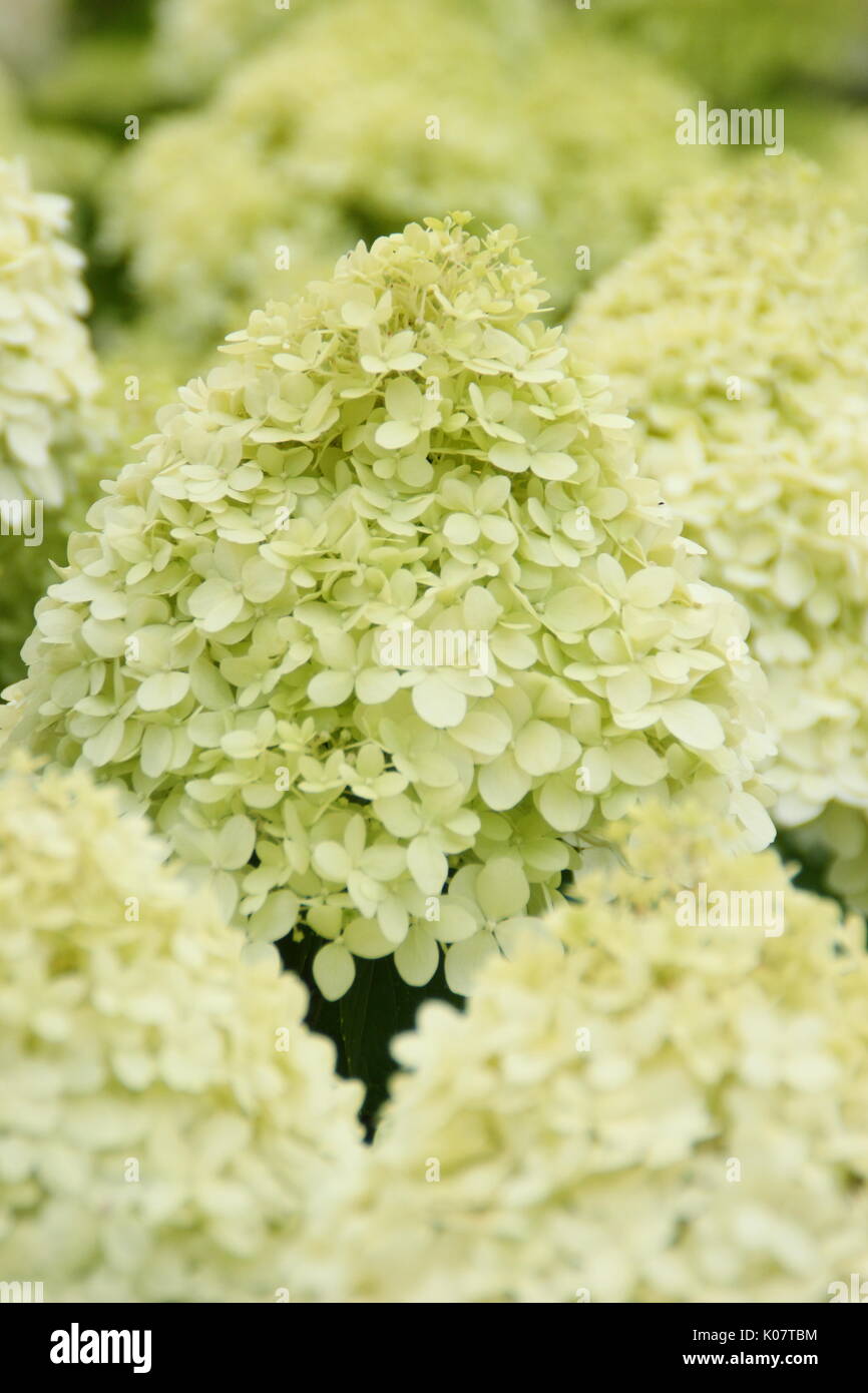 Hydrangea paniculata 'Limelight' affichant des grappes de fleurs voyantes et crème citron vert dans un jardin anglais en été (août) Banque D'Images