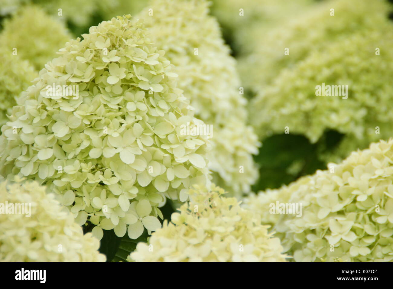 Hydrangea paniculata 'Limelight' affichant des grappes de fleurs voyantes et crème citron vert dans un jardin anglais en été (août) Banque D'Images