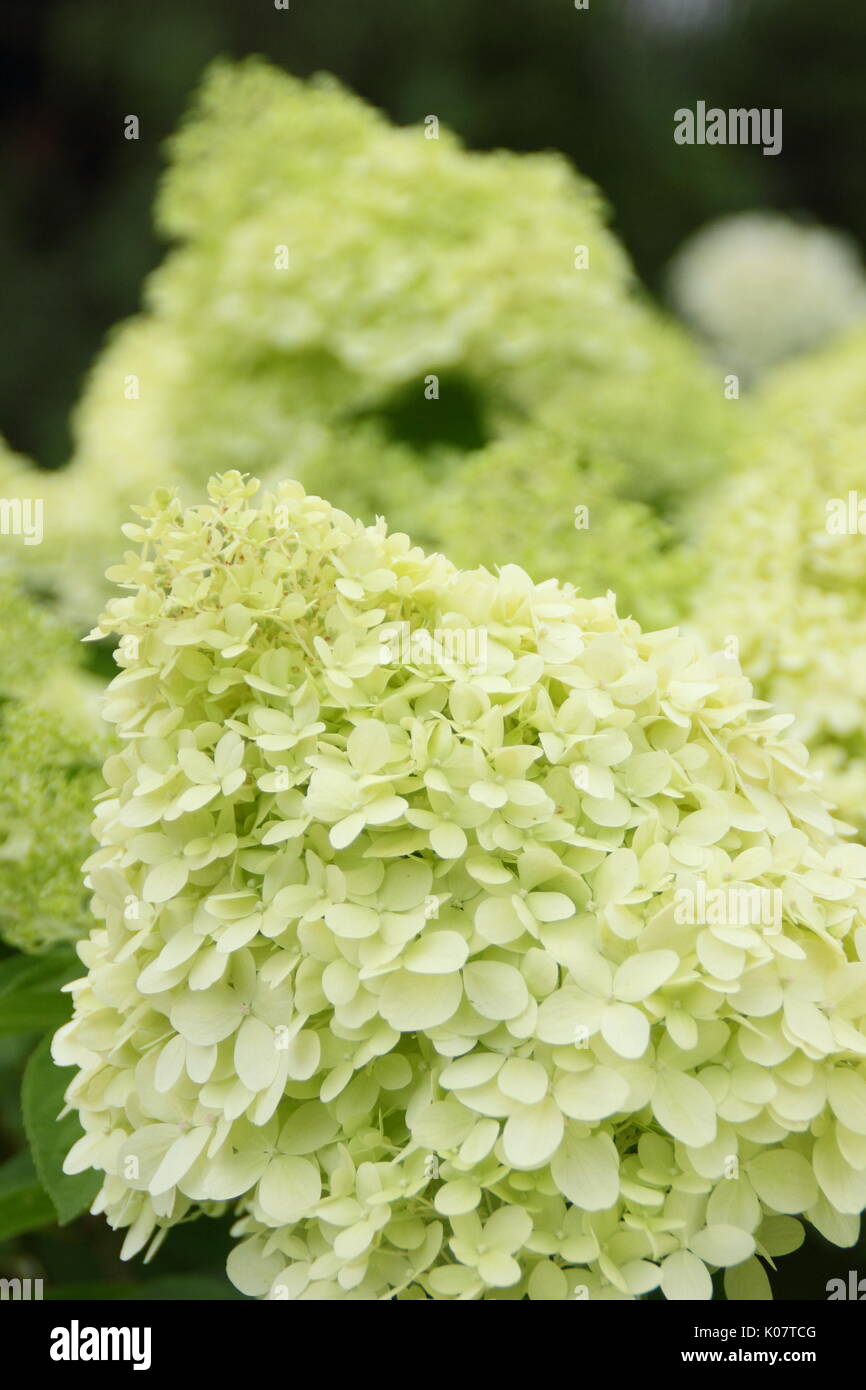 Hydrangea paniculata 'Limelight' affichant des grappes de fleurs voyantes et crème citron vert dans un jardin anglais en été (août) Banque D'Images