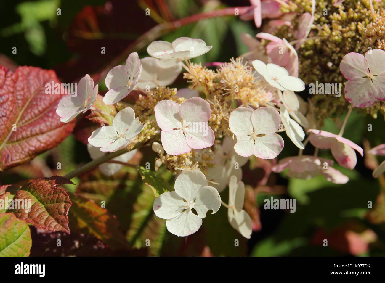 Hortensia à feuilles de chêne Hydrangea quercifolia) ('Snow Queen' affichage fleurs panicules coniques et de maturation rouge profond feuillage dans un jardin anglais Banque D'Images