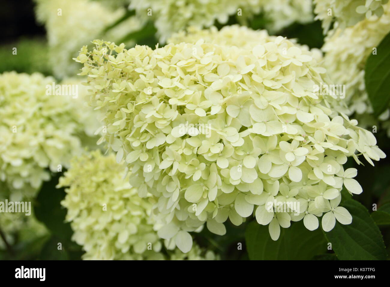Hydrangea paniculata 'Limelight' affichant des grappes de fleurs voyantes et crème citron vert dans un jardin anglais en été (août) Banque D'Images