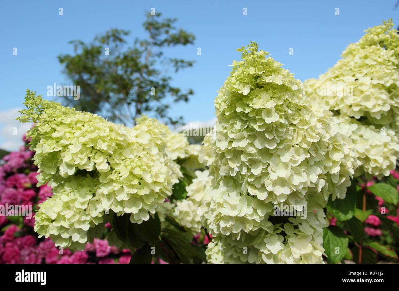 Hydrangea paniculata lune magique' en pleine floraison, en été (août) UK Banque D'Images
