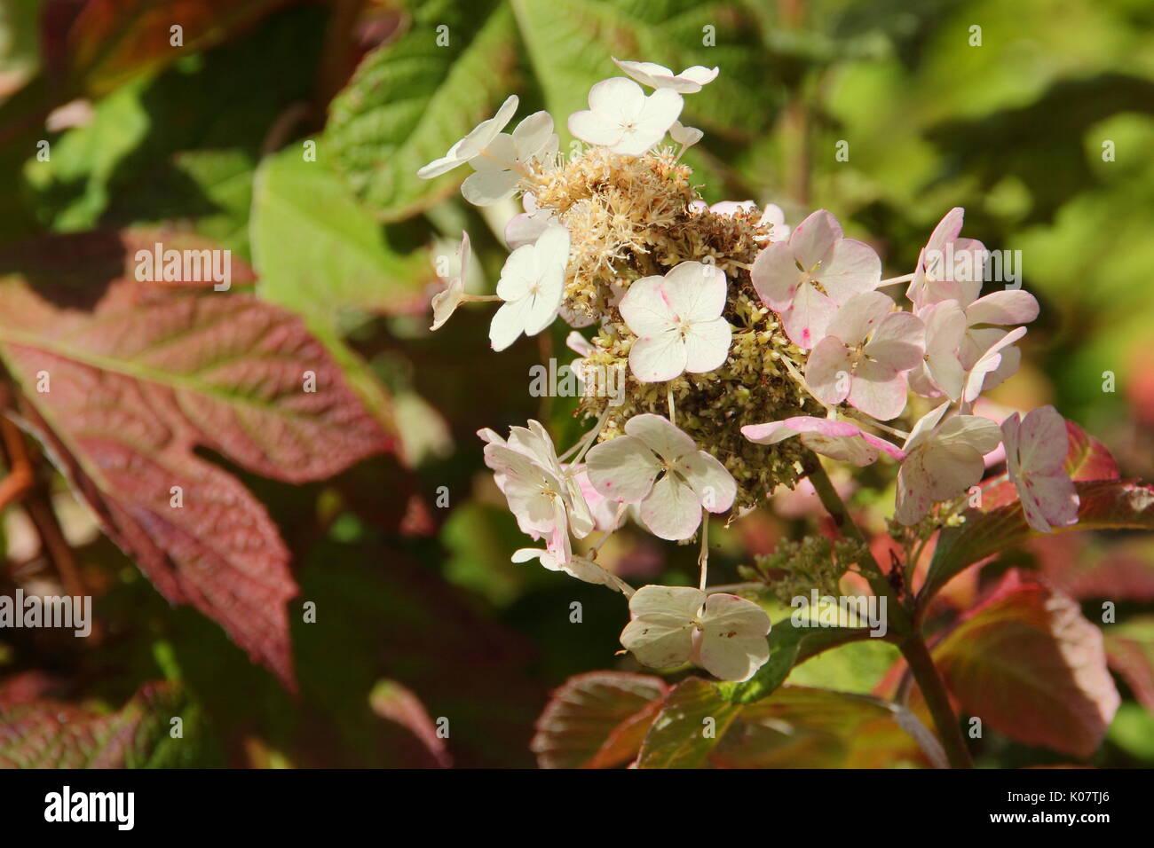 Hortensia à feuilles de chêne Hydrangea quercifolia) ('Snow Queen' affichage fleurs panicules coniques et de maturation rouge profond feuillage dans un jardin anglais Banque D'Images