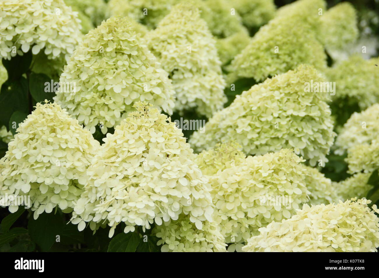 Hydrangea paniculata 'Limelight' affichant des grappes de fleurs voyantes et crème citron vert dans un jardin anglais en été (août) Banque D'Images