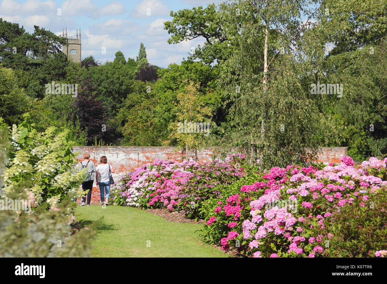 Visiteurs parcourir la collection nationale d'hortensias en fleurs dans le jardin clos à Darley Park, Derby, England, UK - Août Banque D'Images