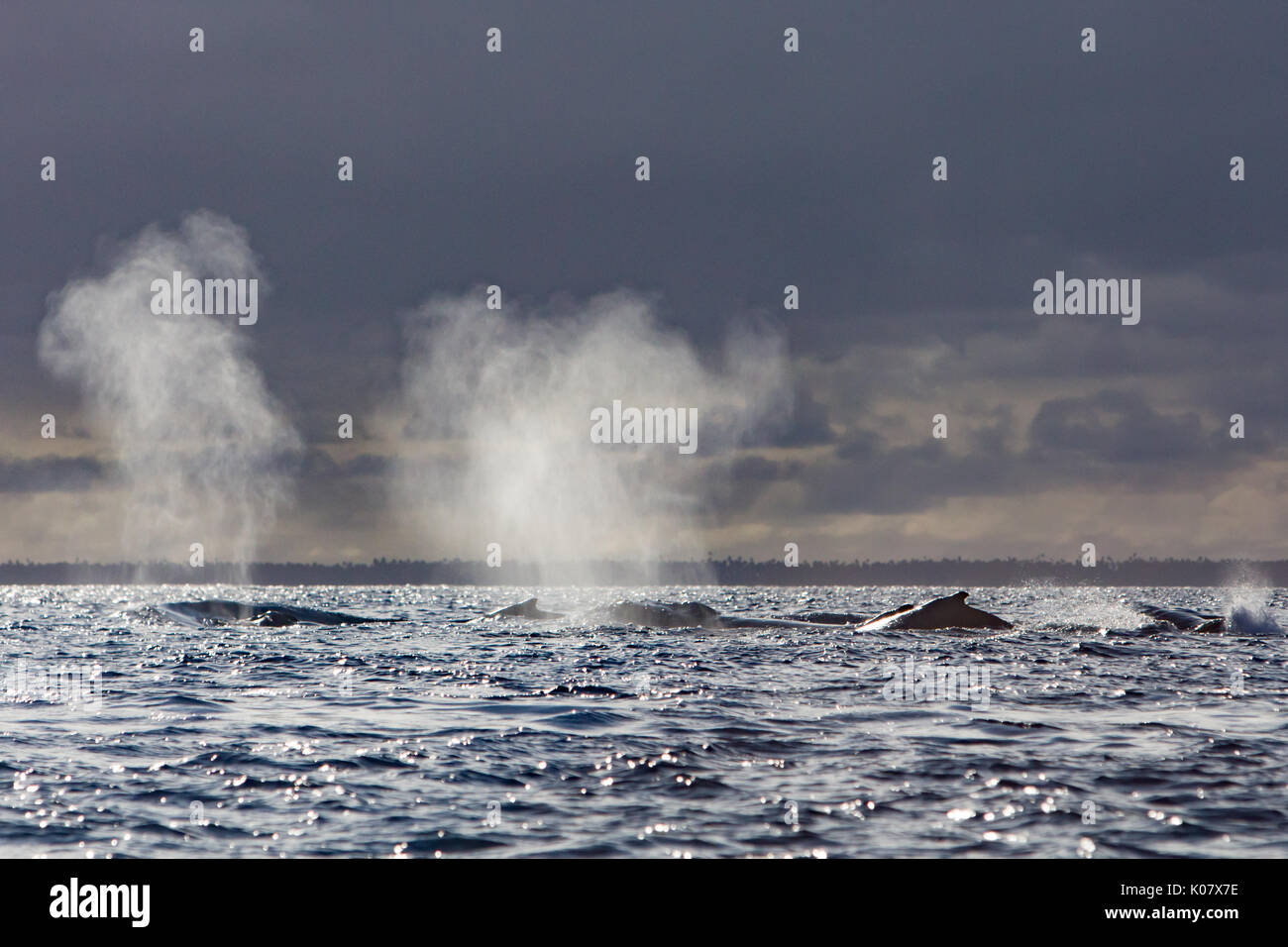 Un groupe compétitif ou pour monter en température de baleines à bosse dans le groupe des Tonga Haapai Banque D'Images