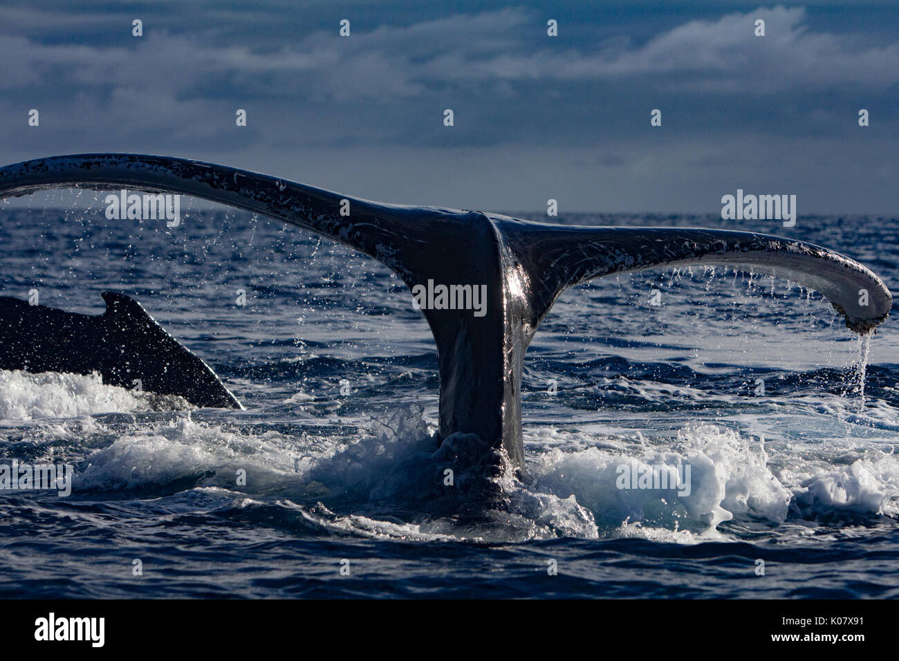 Un groupe compétitif ou pour monter en température de baleines à bosse dans le groupe des Tonga Haapai Banque D'Images