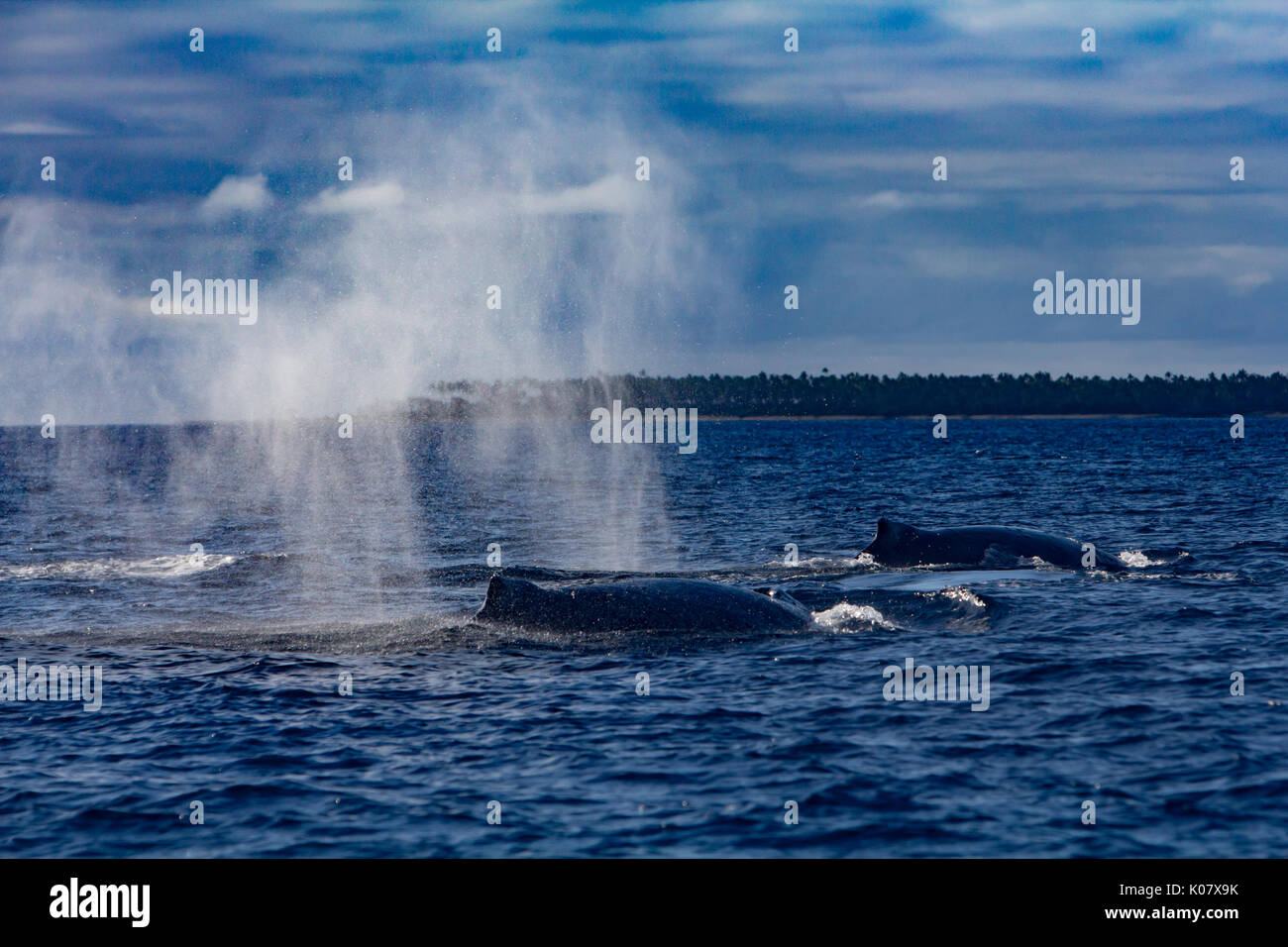 Un groupe compétitif ou pour monter en température de baleines à bosse dans le groupe des Tonga Haapai Banque D'Images
