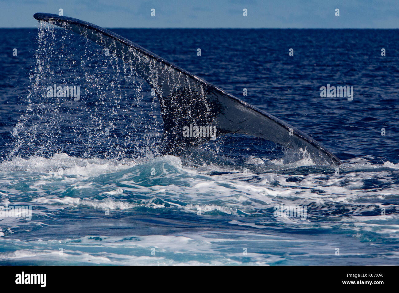 Un groupe compétitif ou pour monter en température de baleines à bosse dans le groupe des Tonga Haapai Banque D'Images