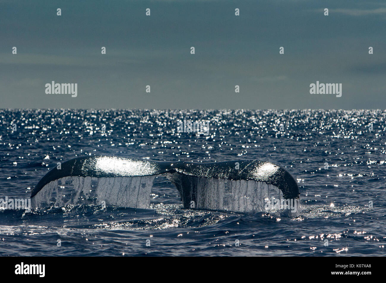 Un groupe compétitif ou pour monter en température de baleines à bosse dans le groupe des Tonga Haapai Banque D'Images