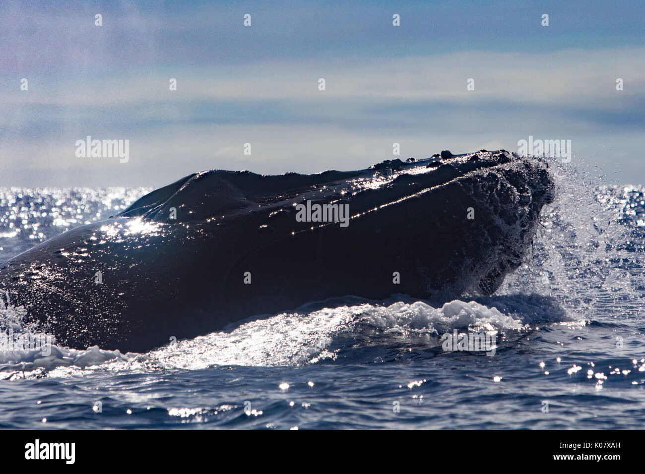 Un groupe compétitif ou pour monter en température de baleines à bosse dans le groupe des Tonga Haapai Banque D'Images