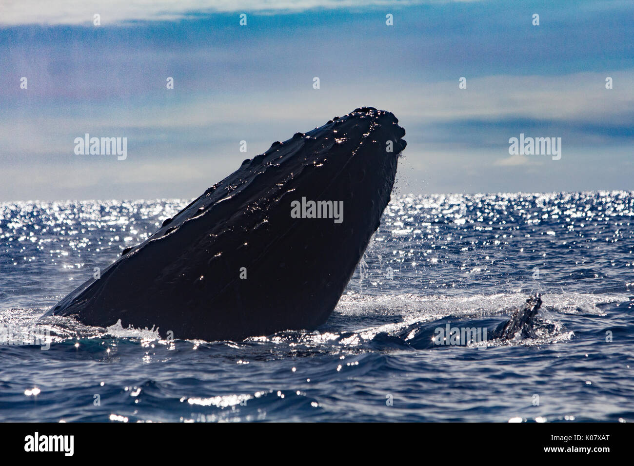 Un groupe compétitif ou pour monter en température de baleines à bosse dans le groupe des Tonga Haapai Banque D'Images