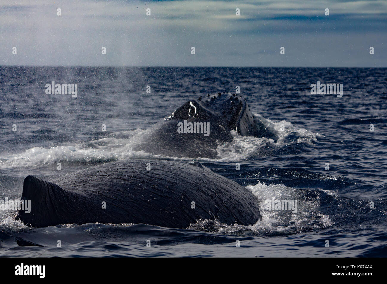 Un groupe compétitif ou pour monter en température de baleines à bosse dans le groupe des Tonga Haapai Banque D'Images