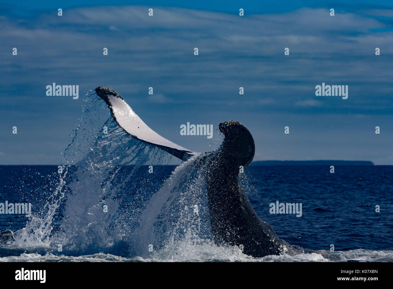 Un groupe compétitif ou pour monter en température de baleines à bosse dans le groupe des Tonga Haapai Banque D'Images