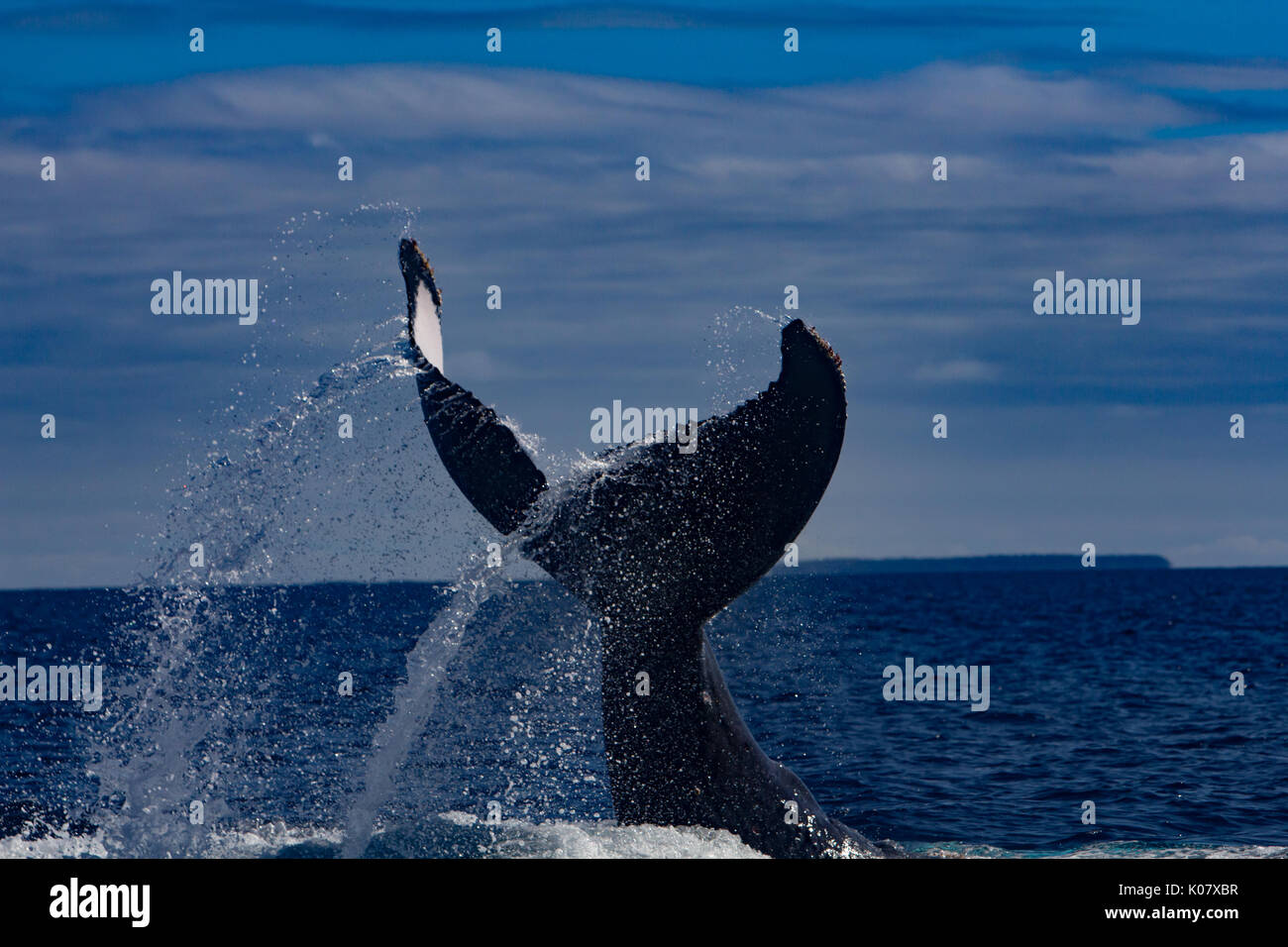 Un groupe compétitif ou pour monter en température de baleines à bosse dans le groupe des Tonga Haapai Banque D'Images