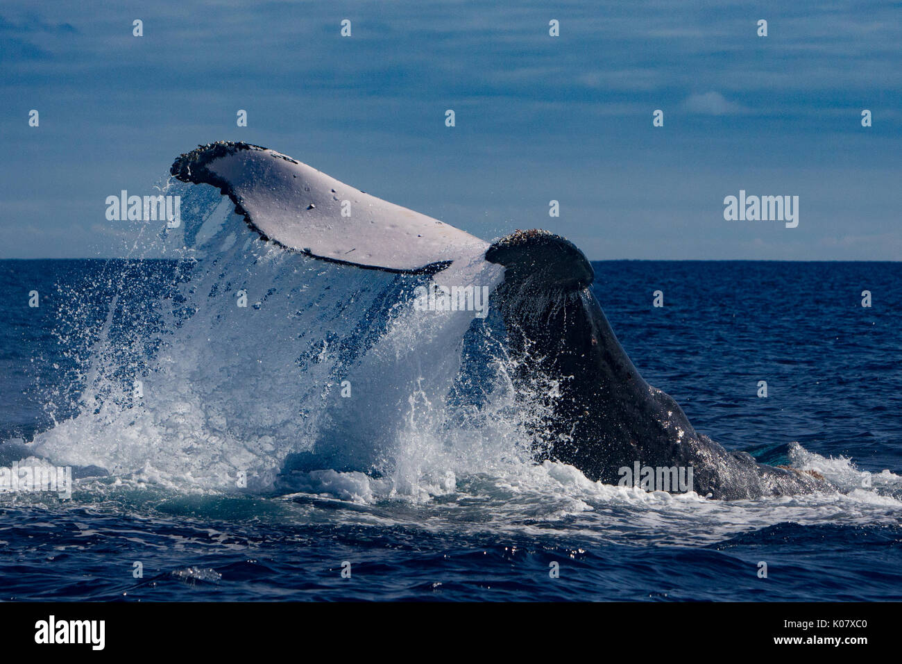 Un groupe compétitif ou pour monter en température de baleines à bosse dans le groupe des Tonga Haapai Banque D'Images