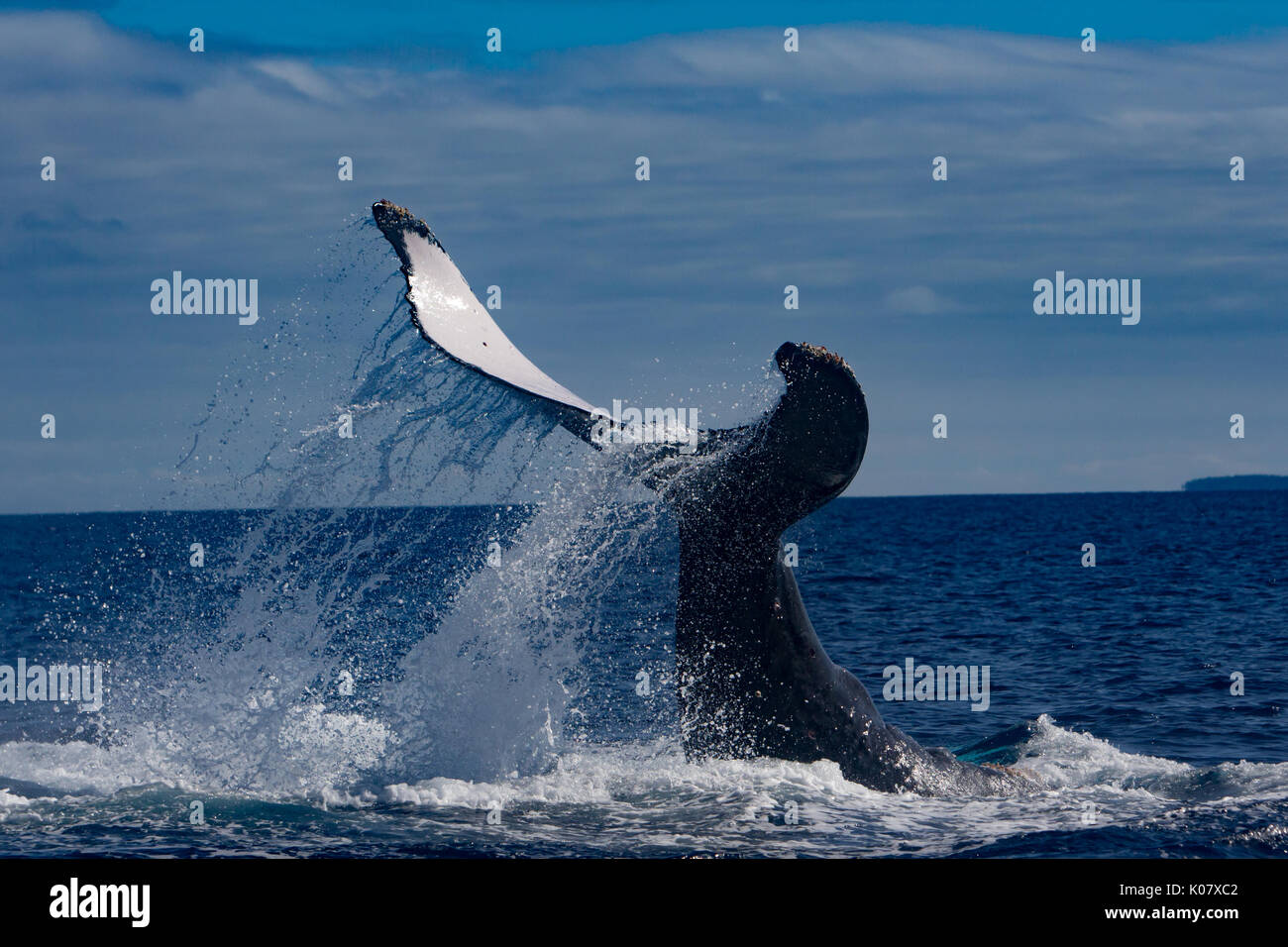 Un groupe compétitif ou pour monter en température de baleines à bosse dans le groupe des Tonga Haapai Banque D'Images