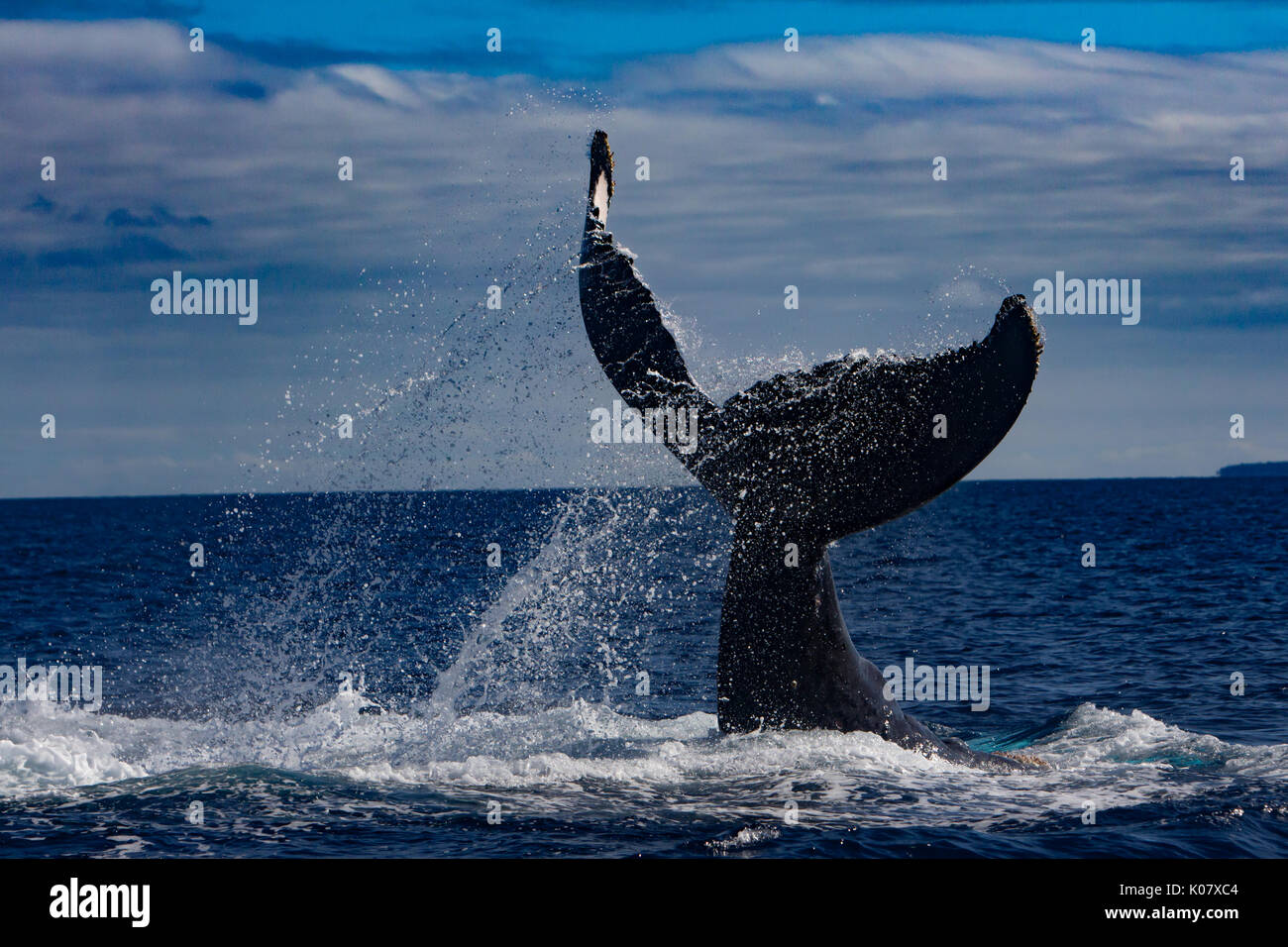 Un groupe compétitif ou pour monter en température de baleines à bosse dans le groupe des Tonga Haapai Banque D'Images