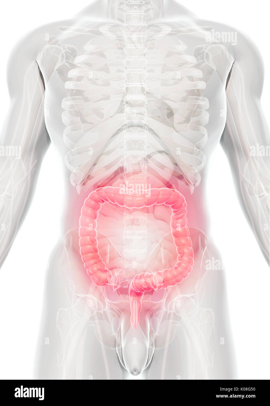 3D illustration de gros intestin, une partie du système digestif. Banque D'Images