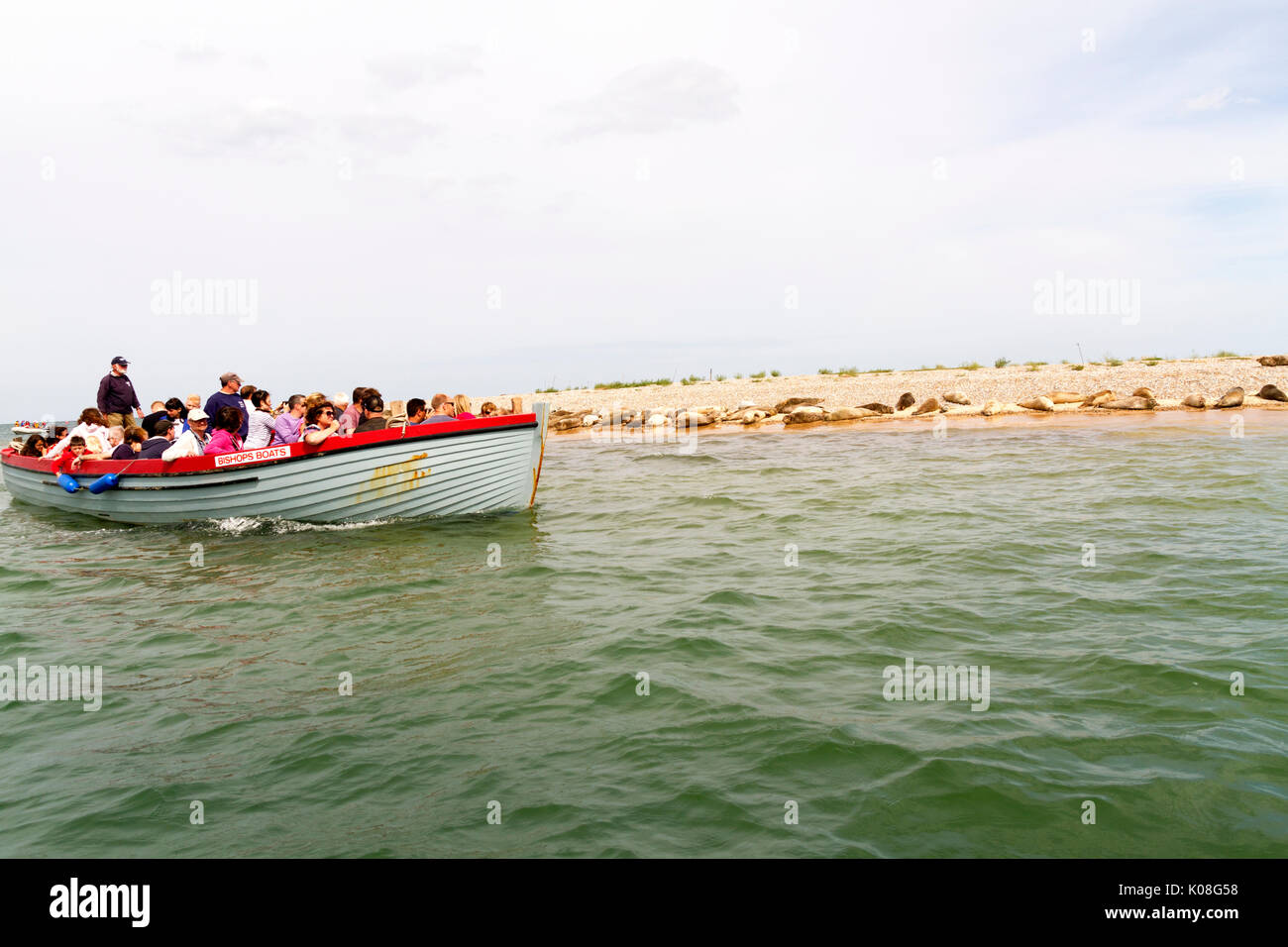 Observation des phoques sur les excursions en bateau au point Blakeney Norfolk Banque D'Images