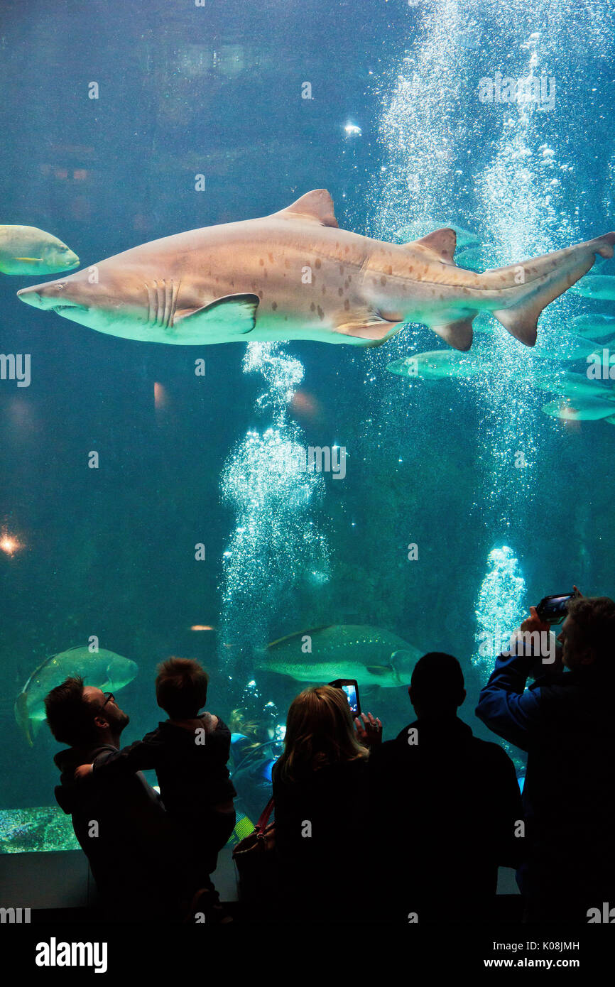 Les visiteurs bénéficiant d'une vue sur un requin lors d'une exposition de la faune de l'océan au Two Oceans Aquarium, Cape Town, Afrique du Sud Banque D'Images