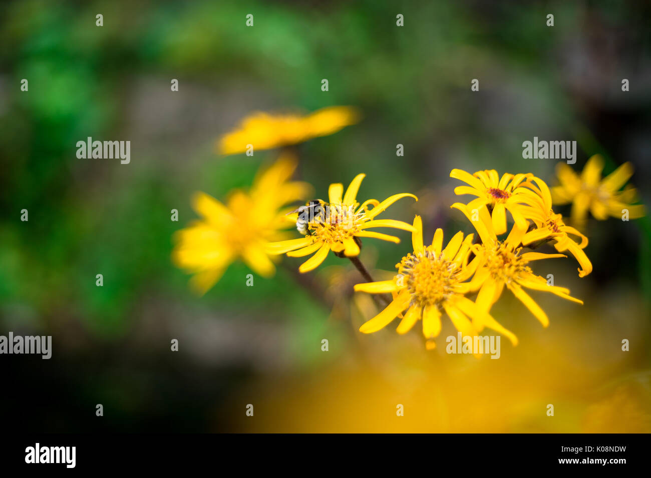 Une abeille (Bombus terrestris) collectant le pollen de l'armoise commune (Senecio jacobaea) fleurit dans un parc du sud de l'Angleterre, au Royaume-Uni Banque D'Images