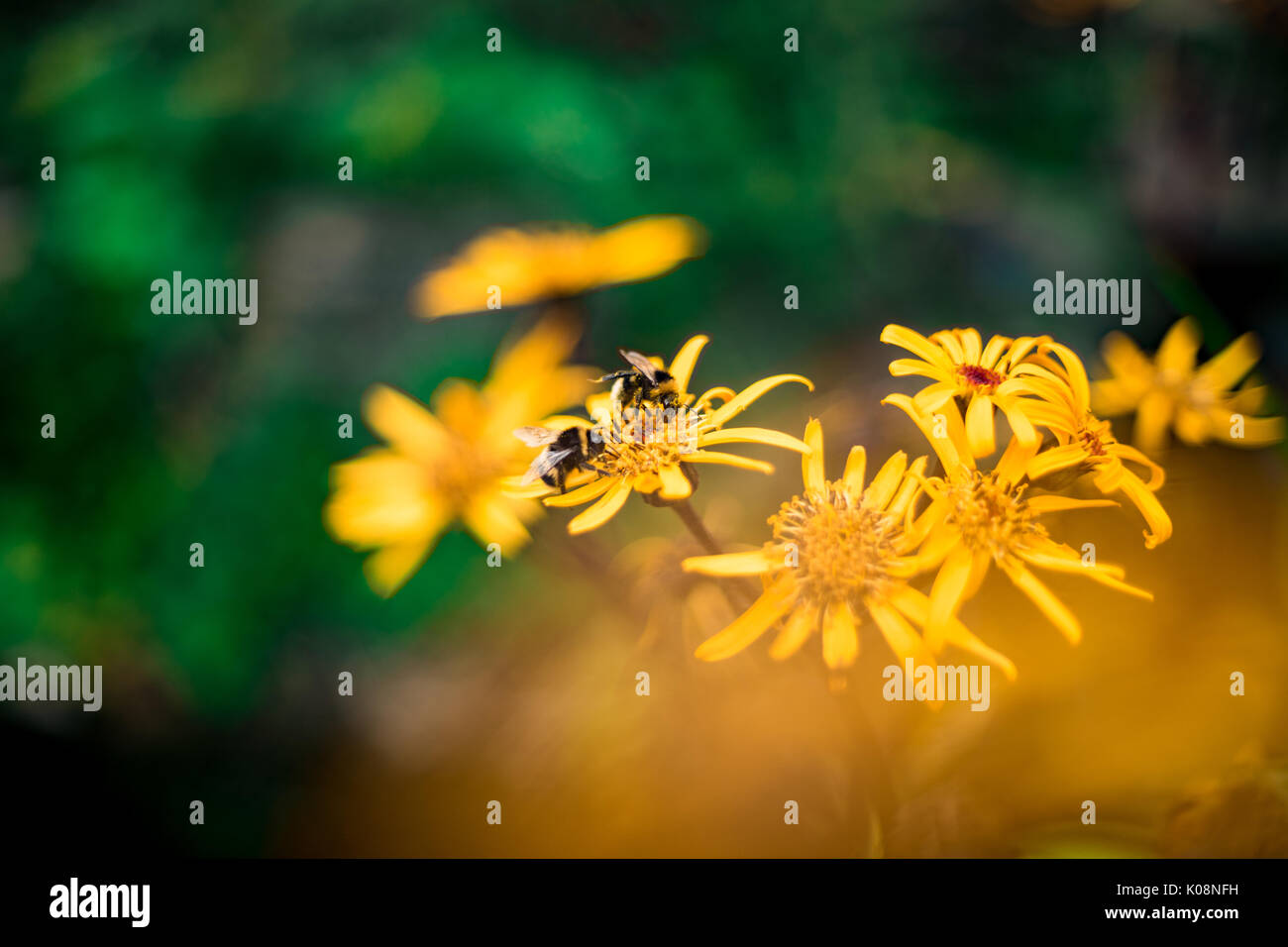 Les abeilles Bumble (Bombus terrestris) collectent le pollen des fleurs de l'armoise commune (Senecio jacobaea) dans un parc du sud de l'Angleterre, au Royaume-Uni Banque D'Images