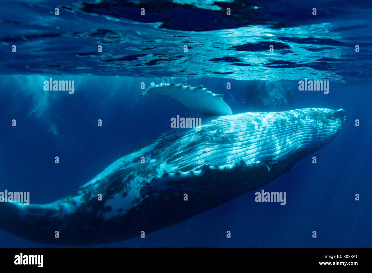 Nager avec les baleines à bosse dans le Vava'u group des Tonga Banque D'Images