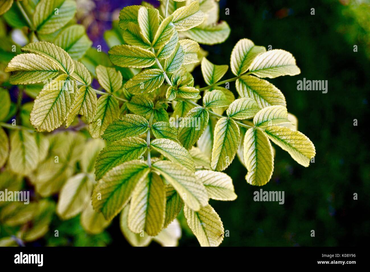 Close up de nouvelle croissance verte des feuilles Banque D'Images