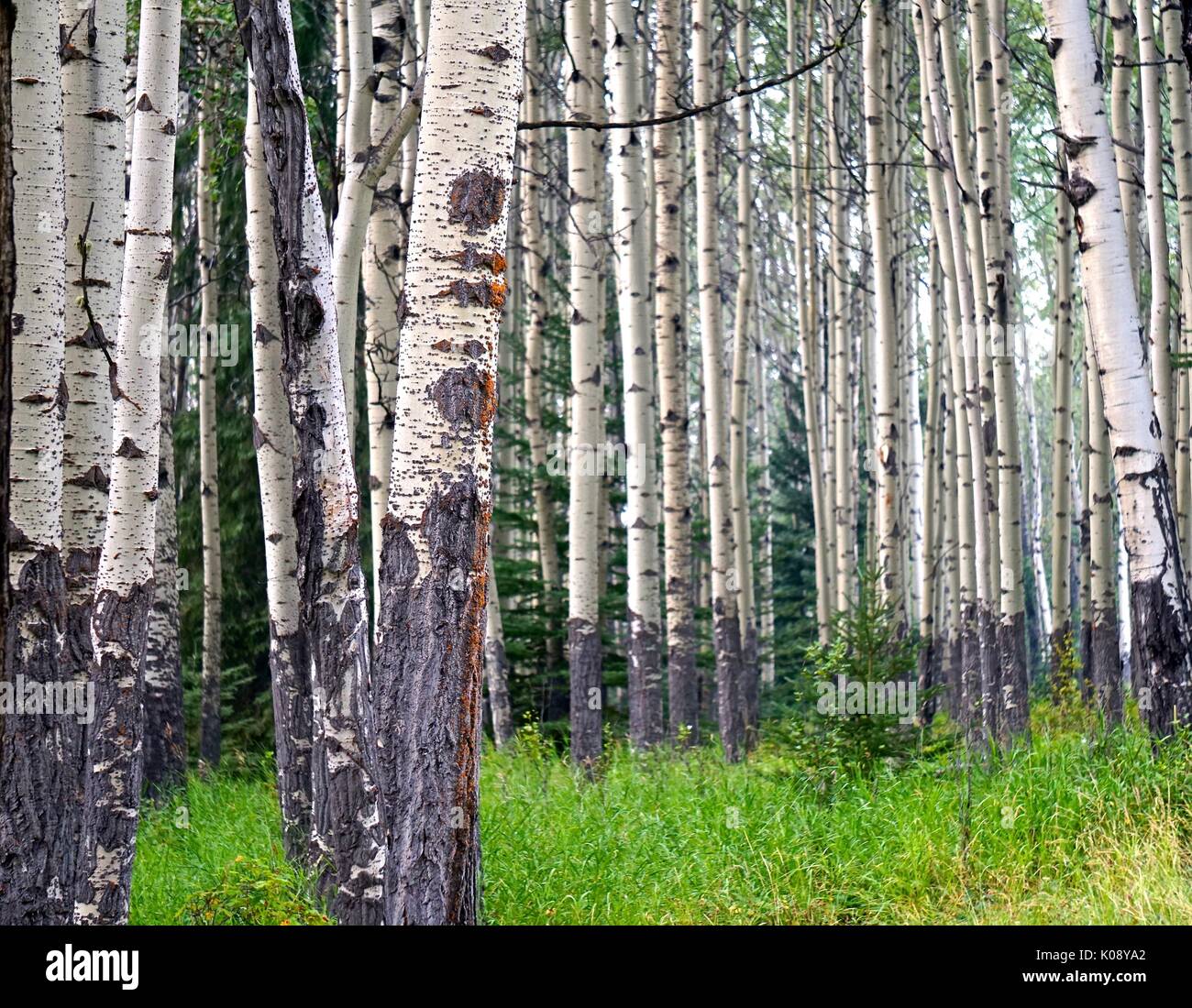 Voir les arbres de la forêt Banque D'Images