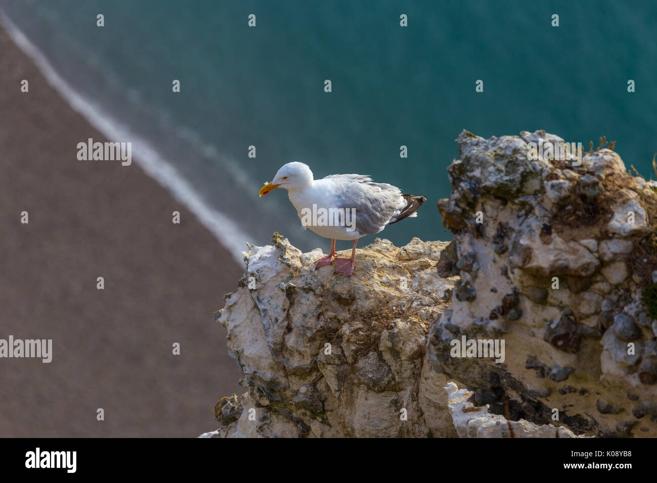 Gros plan du seagull sur rock le côte d'albâtre d'Etretat, France Banque D'Images