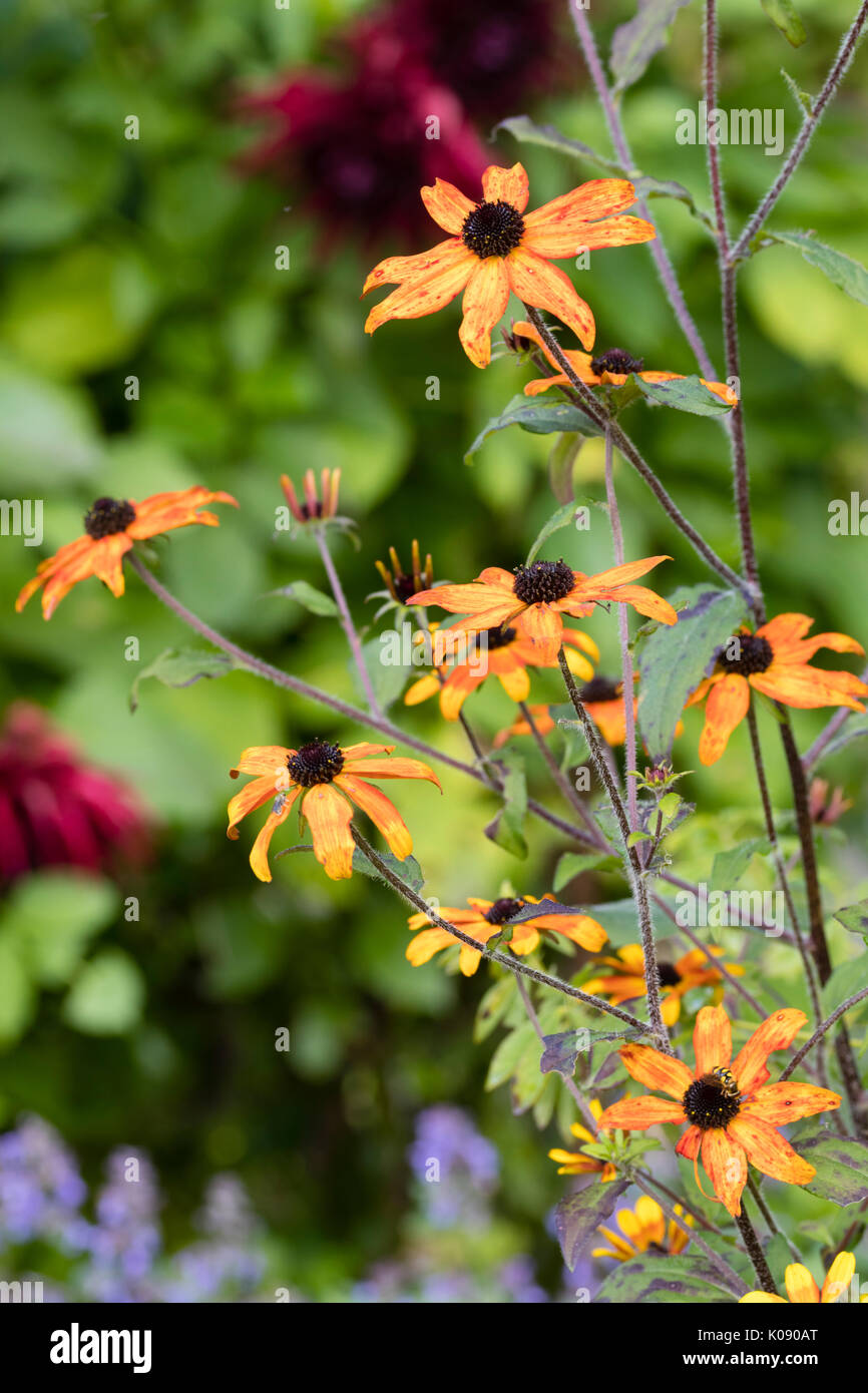 Dark centré fleurs des hardy, l'été à l'automne vivaces Rudbeckia triloba floraison, 'Prairie' Banque D'Images