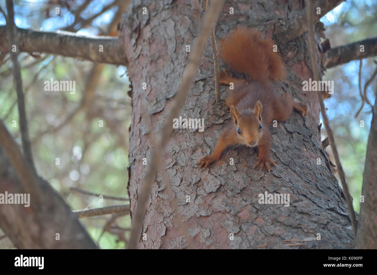 L'écureuil roux est à la baisse à partir d'un arbre de pin alors que regarder la caméra. L'intérieur de la faune de forêt méditerranéenne. Soft focus. La lumière limitée Banque D'Images