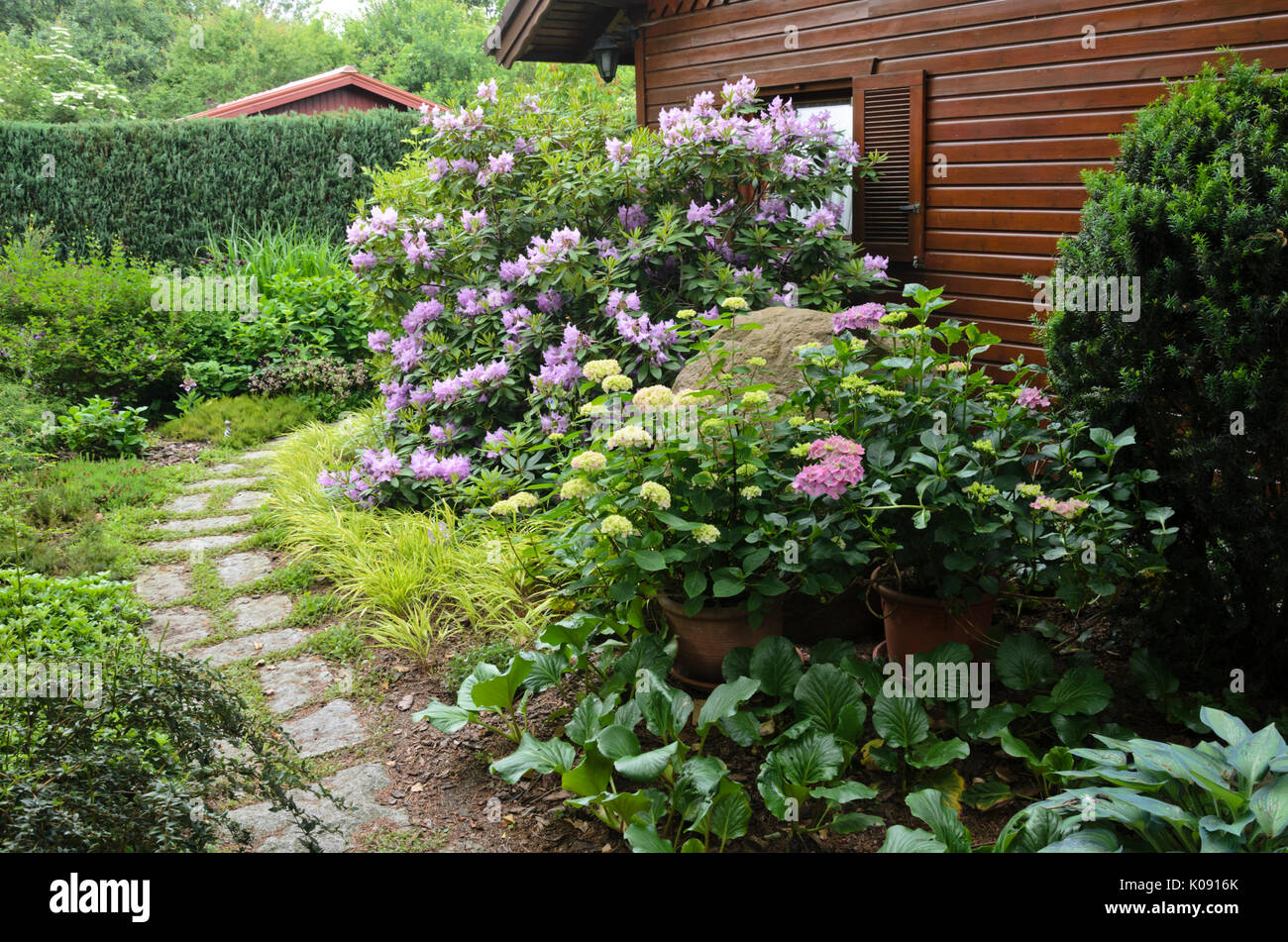 Rhododendron (rhododendron) et l'hydrangea (hortensia) en face d'une maison  de jardin. design : Marianne et detlef lüdke Photo Stock - Alamy