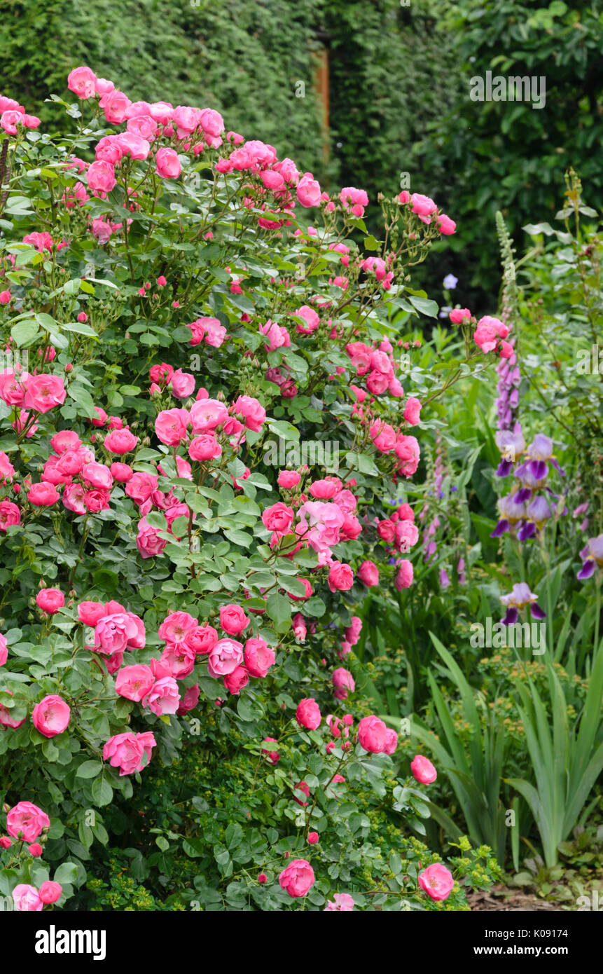 Shrub rose (Rosa angela) Banque D'Images