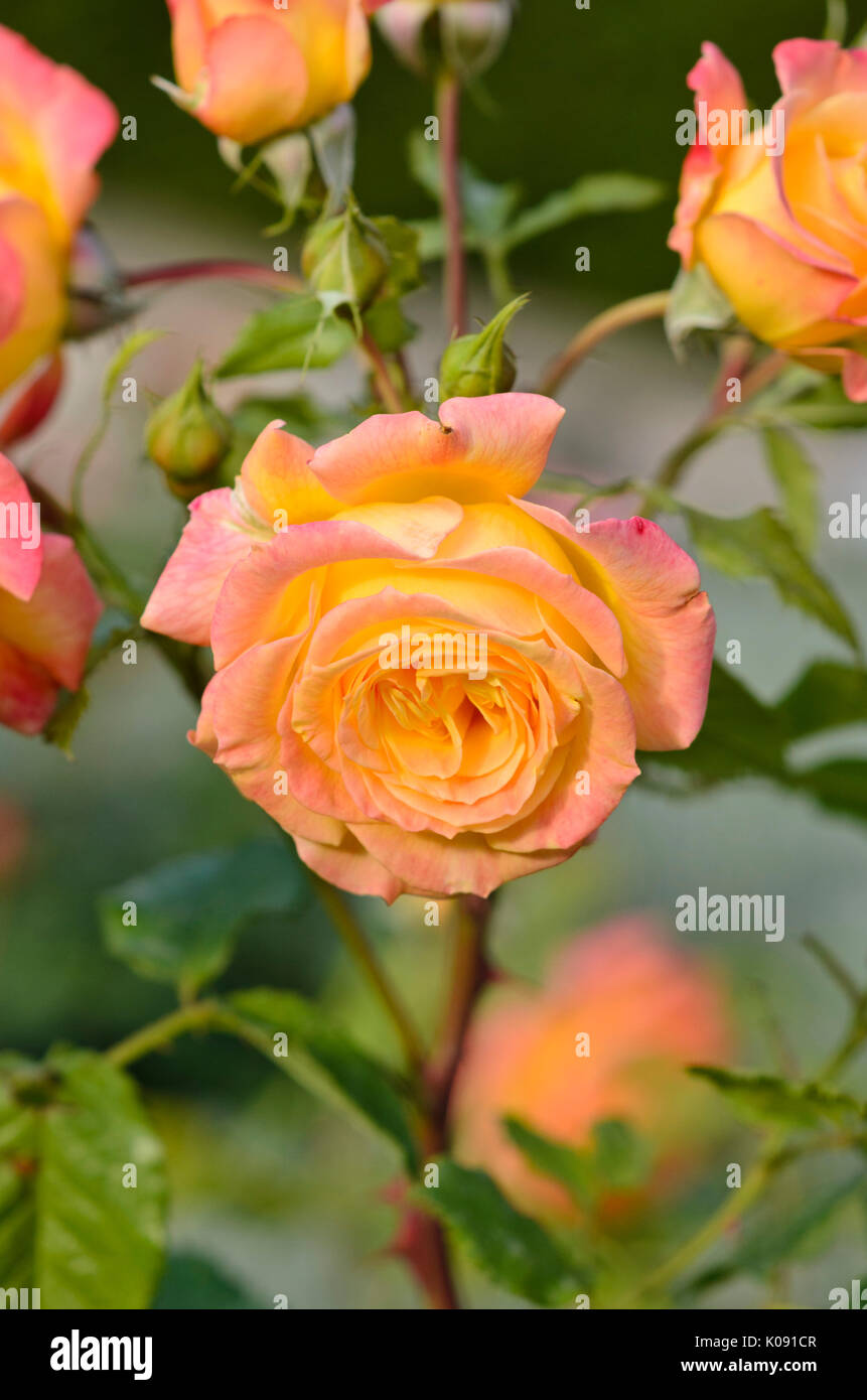 Rose (Rosa) gartenspaß Banque D'Images