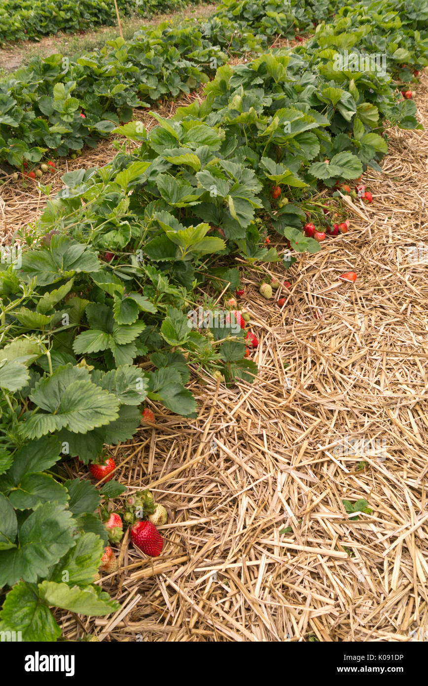 Jardin fraisier (Fragaria x ananassa) Banque D'Images