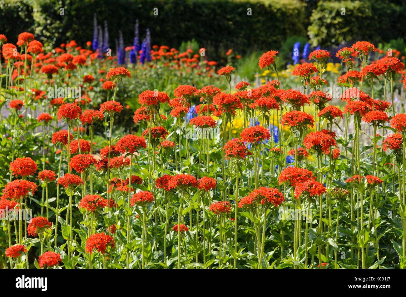 Croix de Malte (lychnis chalcedonica silene chalcedonica) syn. Banque D'Images