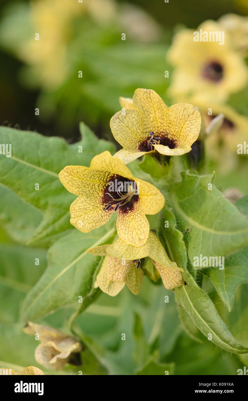 Jusquiame noire (Hyoscyamus niger) Banque D'Images
