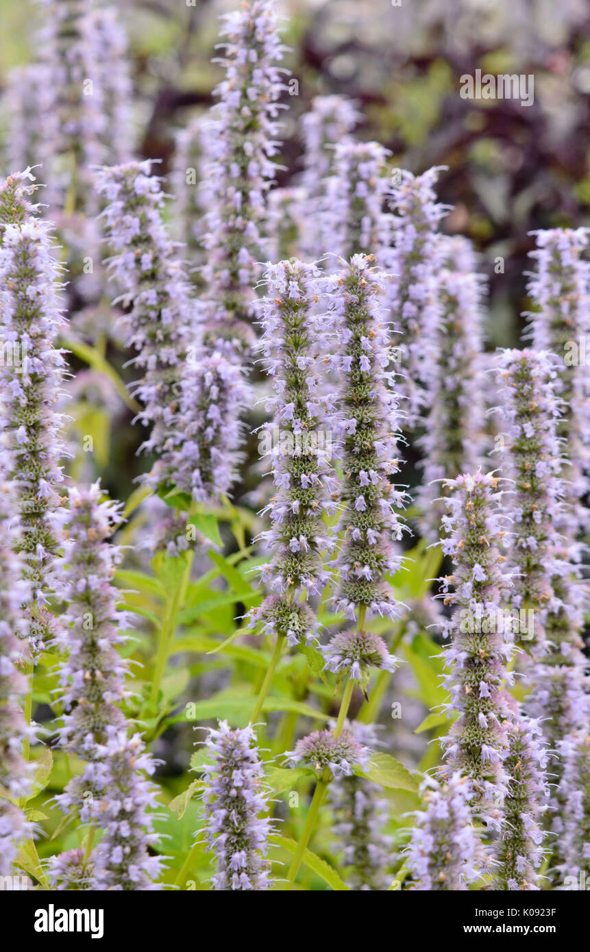 Géant mauve hysope (Agastache rugosa 'fortune') Banque D'Images