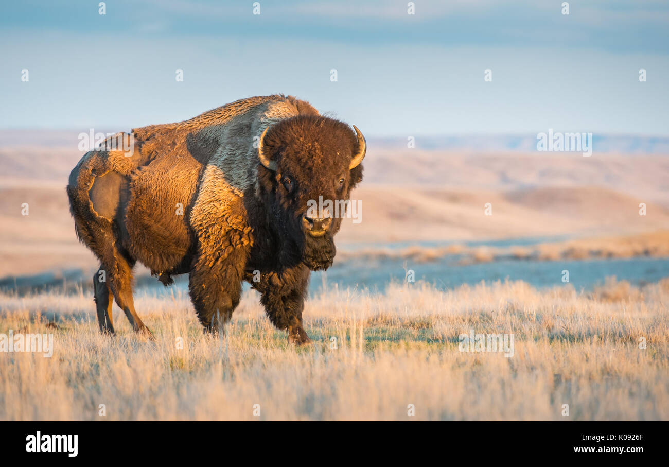Des bisons dans le parc national des Prairies, en Saskatchewan, Canada Banque D'Images