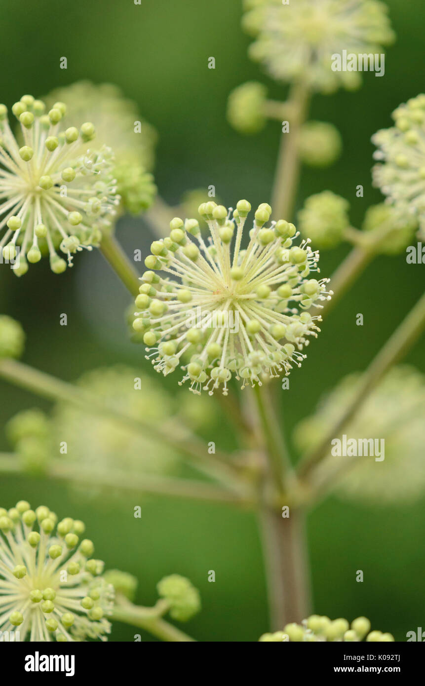 Spikenard aralia cordata (japonais) Banque D'Images