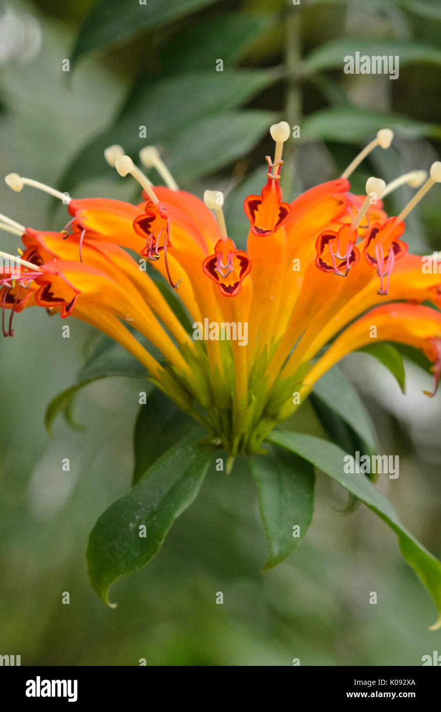 Aeschynanthus Banque D'Images