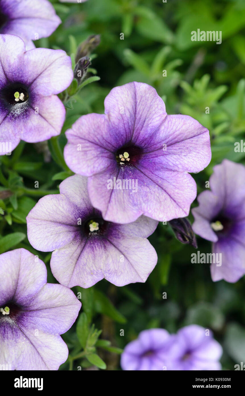 Pétunia (petunia surprise raisin) Banque D'Images