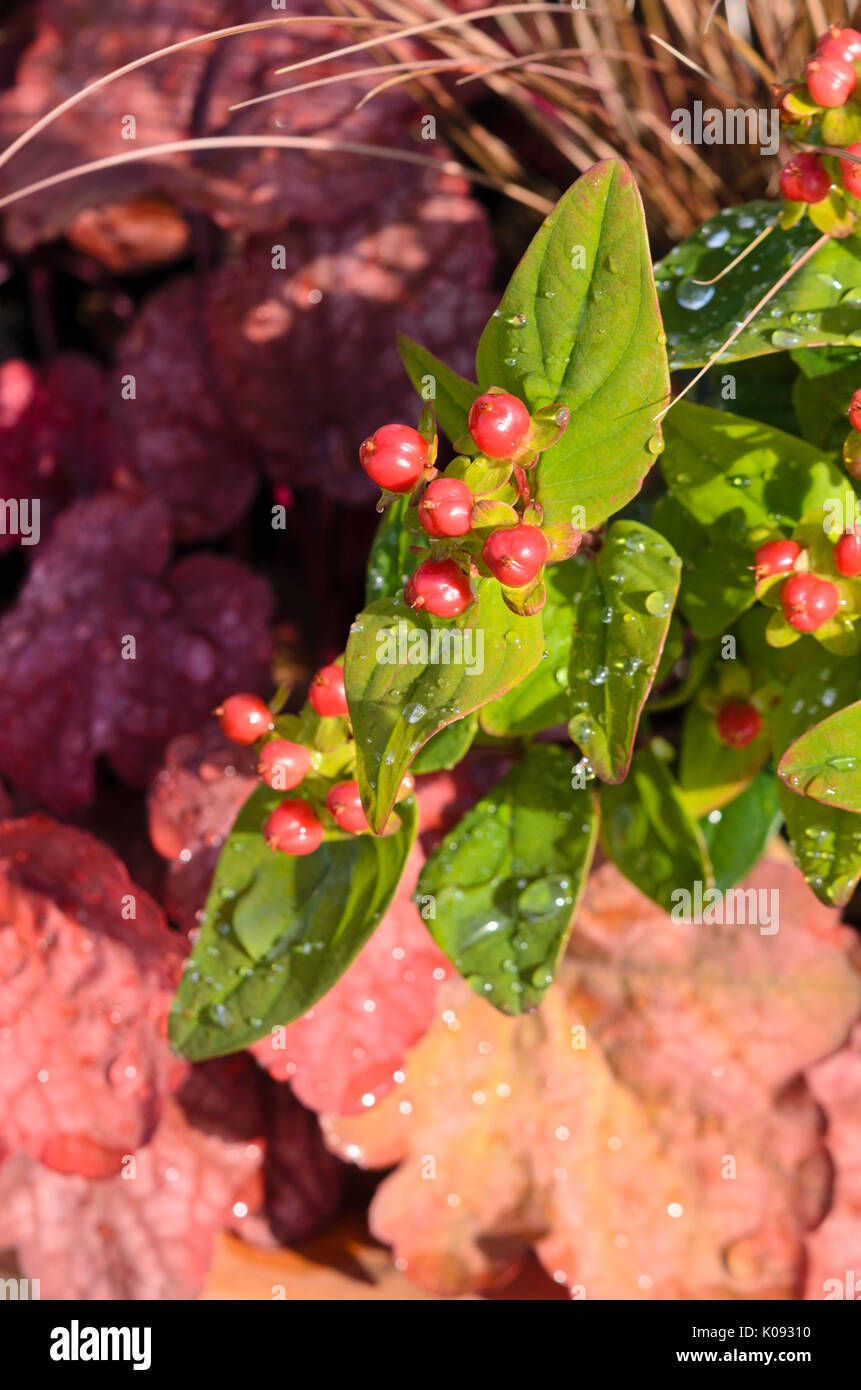 Hypericum Rouge Hypericum rouge Banque de photographies et d’images à haute résolution ...