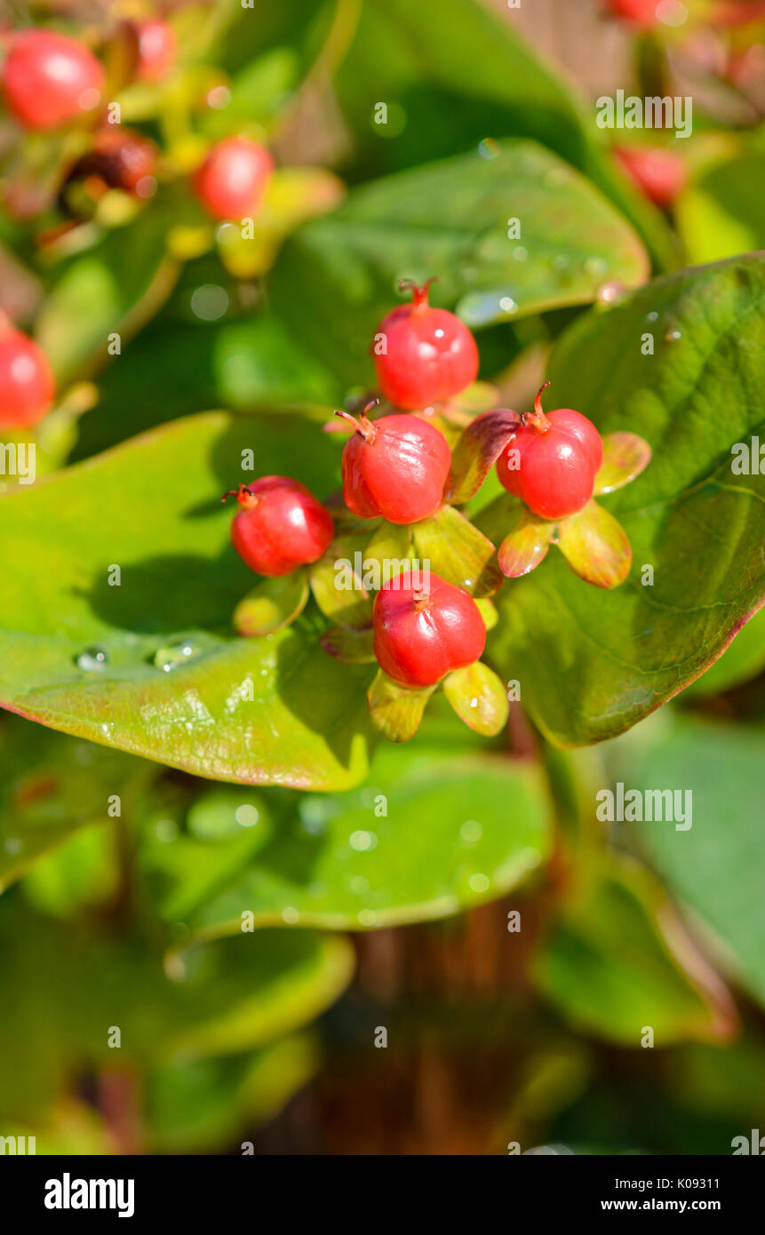 Millepertuis (Hypericum Magic Marbles rouge) Banque D'Images