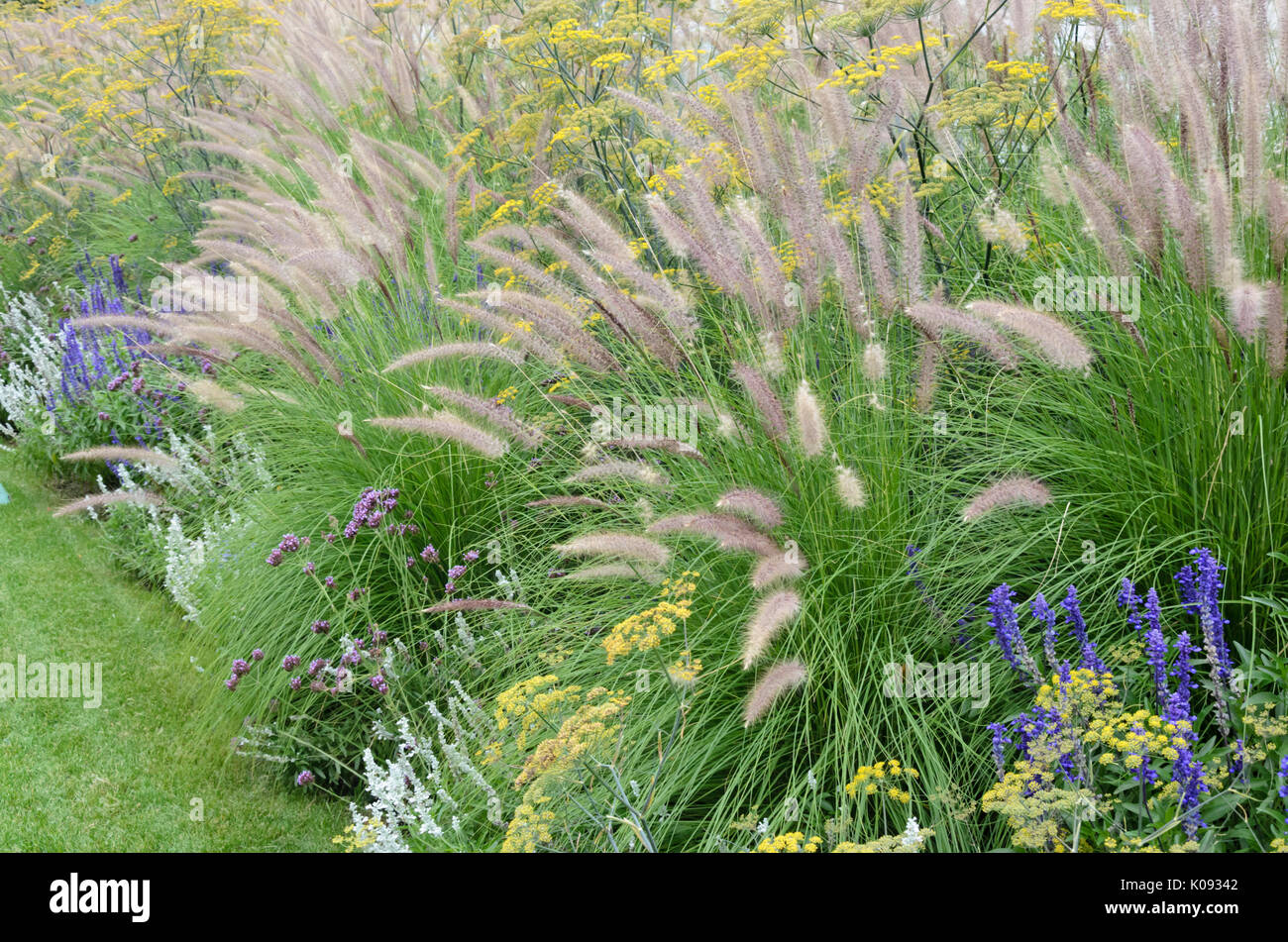 Fontaine naine (herbe pennisetum alopecuroides), fenouil (Foeniculum vulgare), purpletop verveine (Verbena bonariensis) et les sages (salvia) Banque D'Images