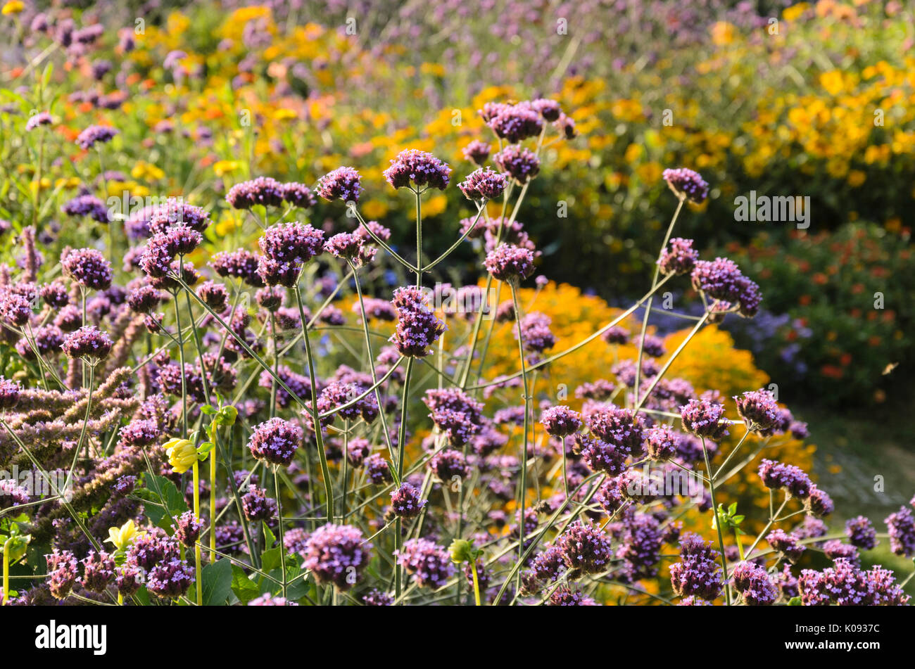 Purpletop verveine (Verbena bonariensis) Banque D'Images