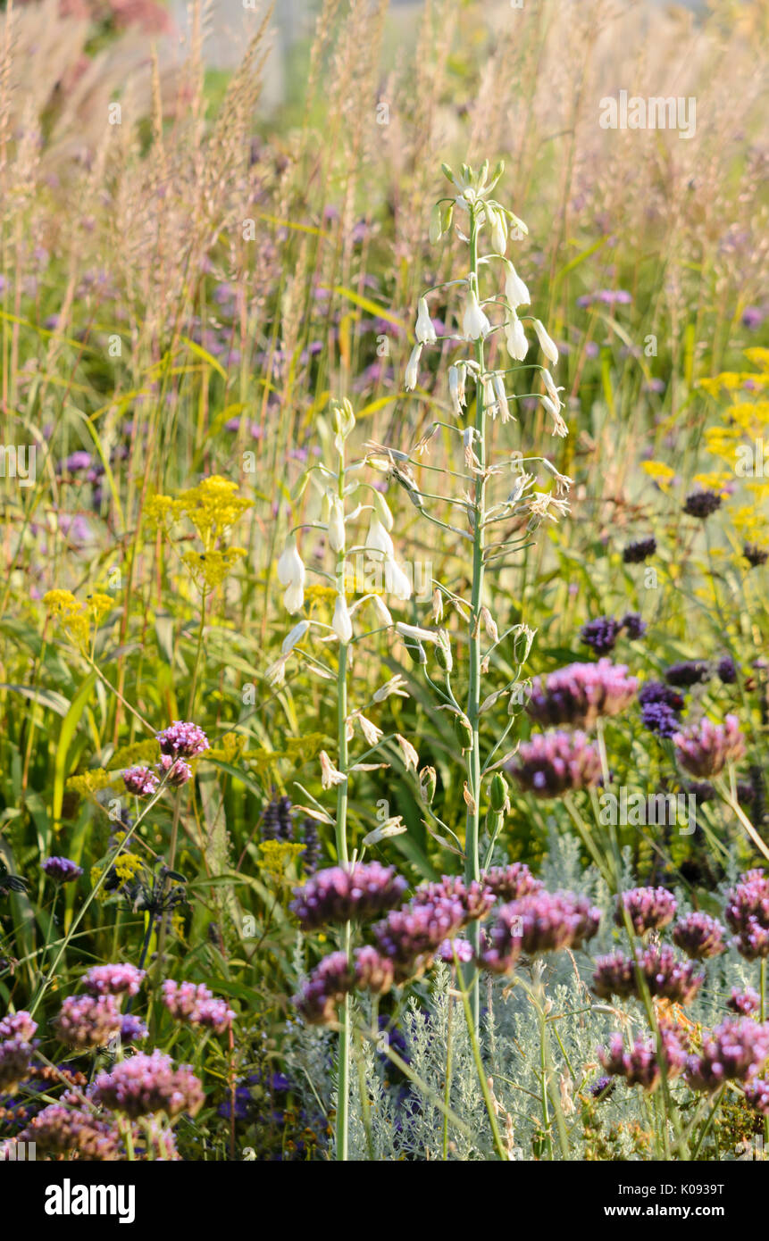 La jacinthe d'été (Galtonia candicans) et purpletop verveine (Verbena bonariensis) Banque D'Images